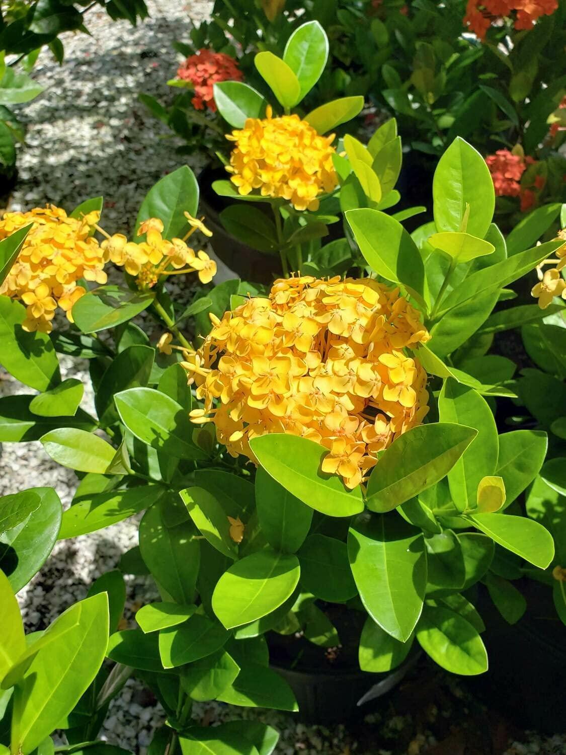 Ixora Assorted Bush - View 4 from www redcrocus com