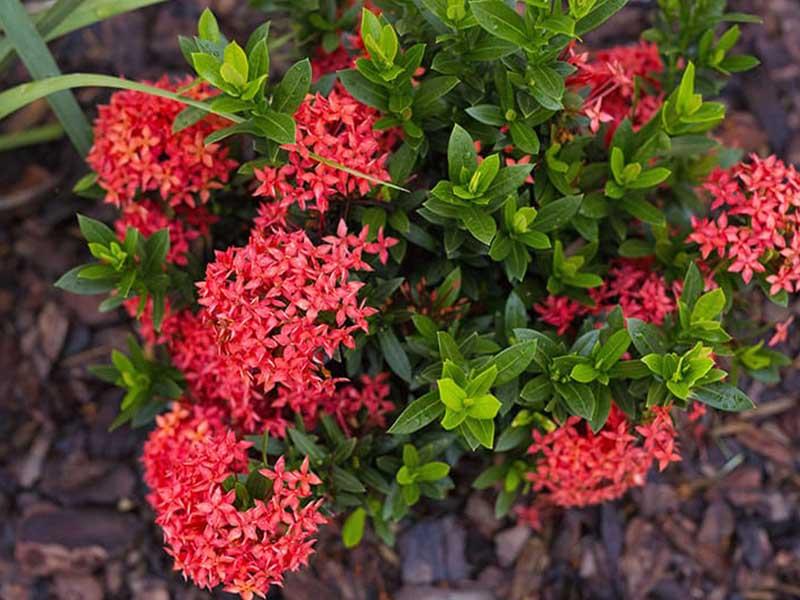 Ixora Assorted Bush - View 6 from www redcrocus com