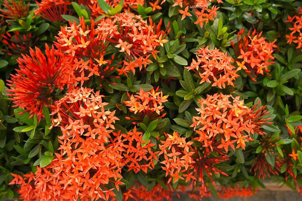 Ixora Assorted Bush - View 7 from www redcrocus com