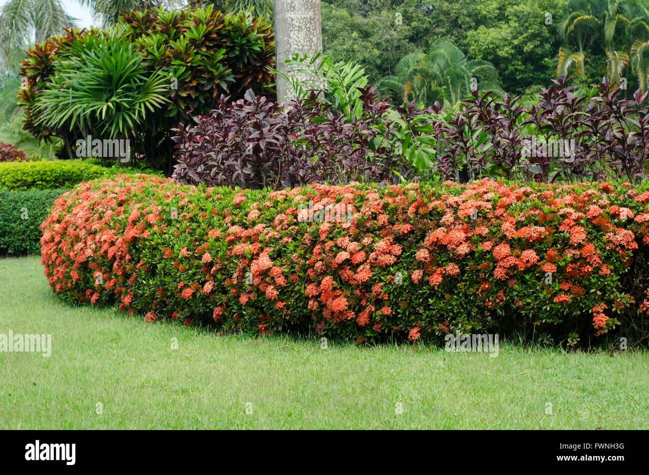 Ixora Assorted Bush - View 8 from www redcrocus com