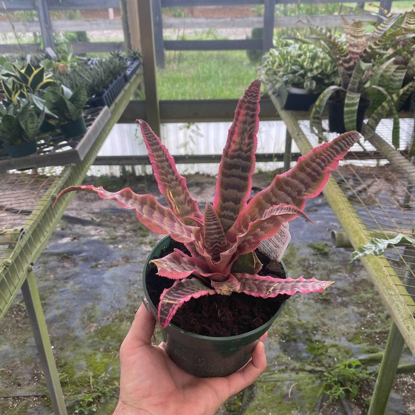 Bromeliad Cryptanthus Assorted - View 8 from www redcrocus com