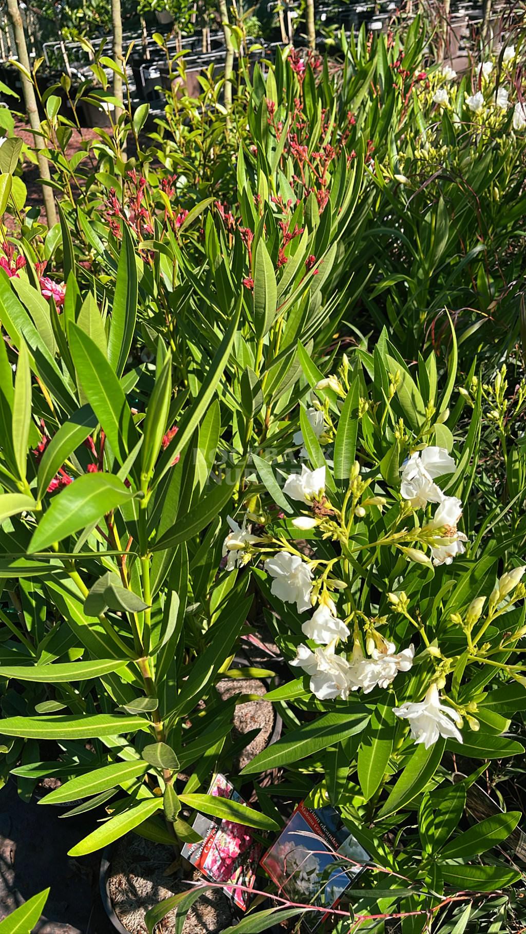 Nerium Oleander Assorted Standard - View 9 from www redcrocus com