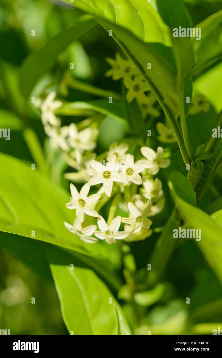 Cestrum Nocturnum (night Blooming Jasmine) - View 10 from www redcrocus com