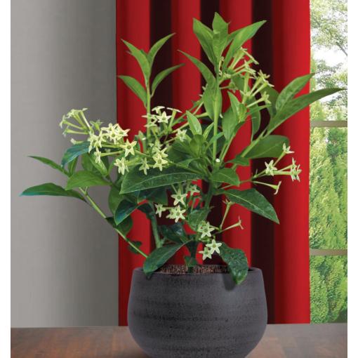 Cestrum Nocturnum (night Blooming Jasmine) - View 11 from www redcrocus com