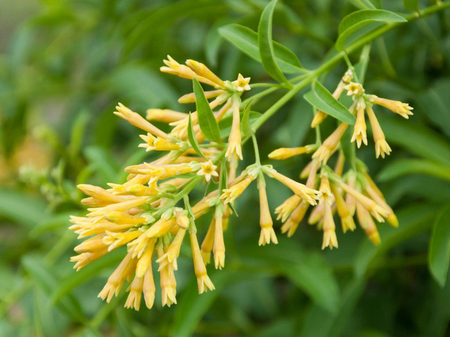 Cestrum Nocturnum (night Blooming Jasmine) - View 12 from www redcrocus com