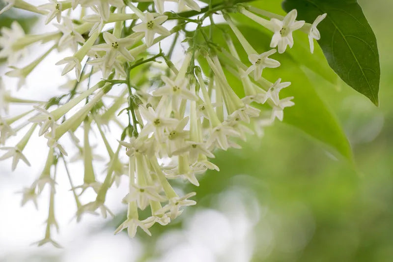 Cestrum Nocturnum (night Blooming Jasmine) - View 14 from www redcrocus com
