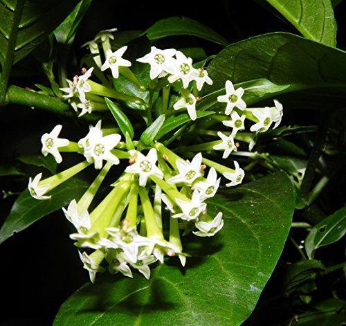 Cestrum Nocturnum (night Blooming Jasmine) - View 16 from www redcrocus com