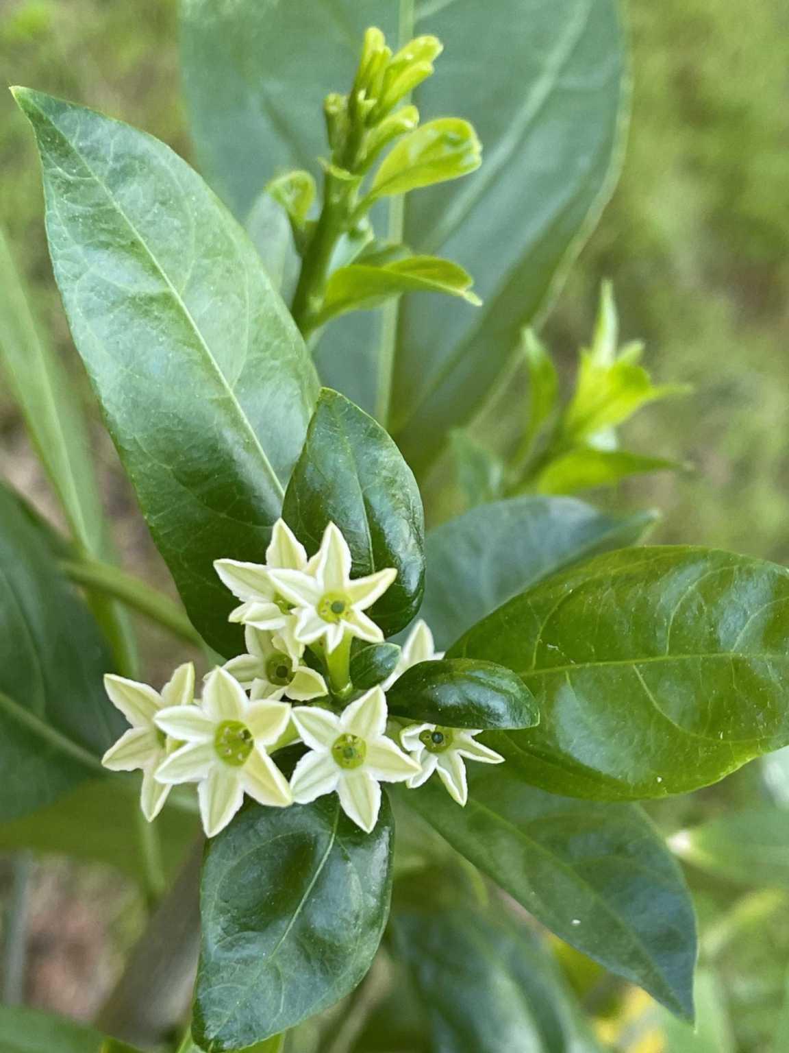 Cestrum Nocturnum (night Blooming Jasmine) - View 17 from www redcrocus com