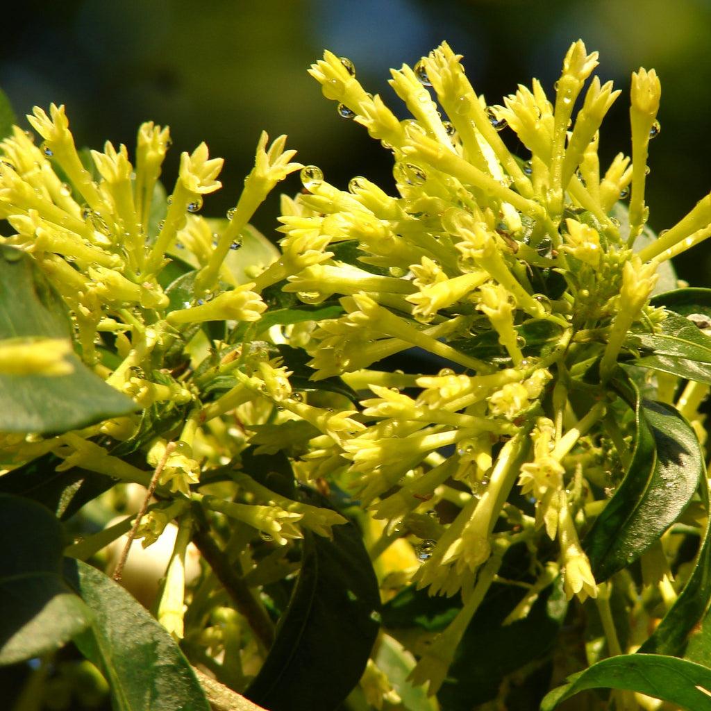 Cestrum Nocturnum (night Blooming Jasmine) - View 18 from www redcrocus com