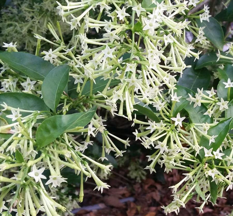 Cestrum Nocturnum (night Blooming Jasmine) - View 1 from www redcrocus com