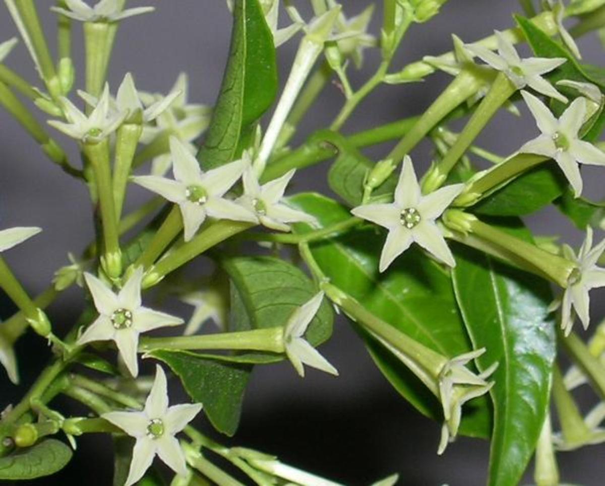 Cestrum Nocturnum (night Blooming Jasmine) - View 2 from www redcrocus com