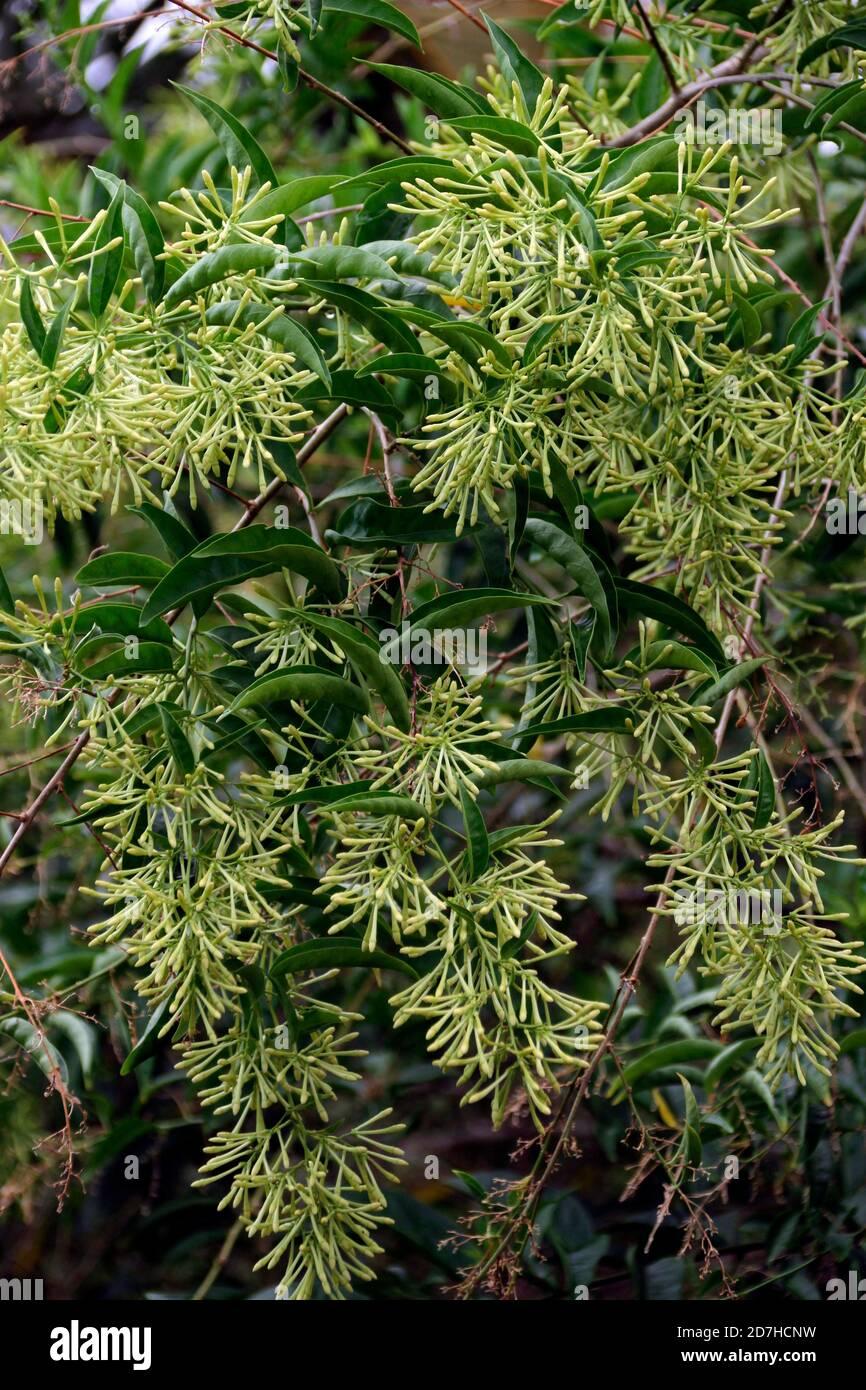 Cestrum Nocturnum (night Blooming Jasmine) - View 3 from www redcrocus com