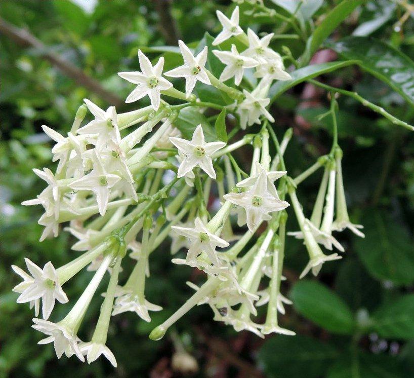 Cestrum Nocturnum (night Blooming Jasmine) - View 4 from www redcrocus com