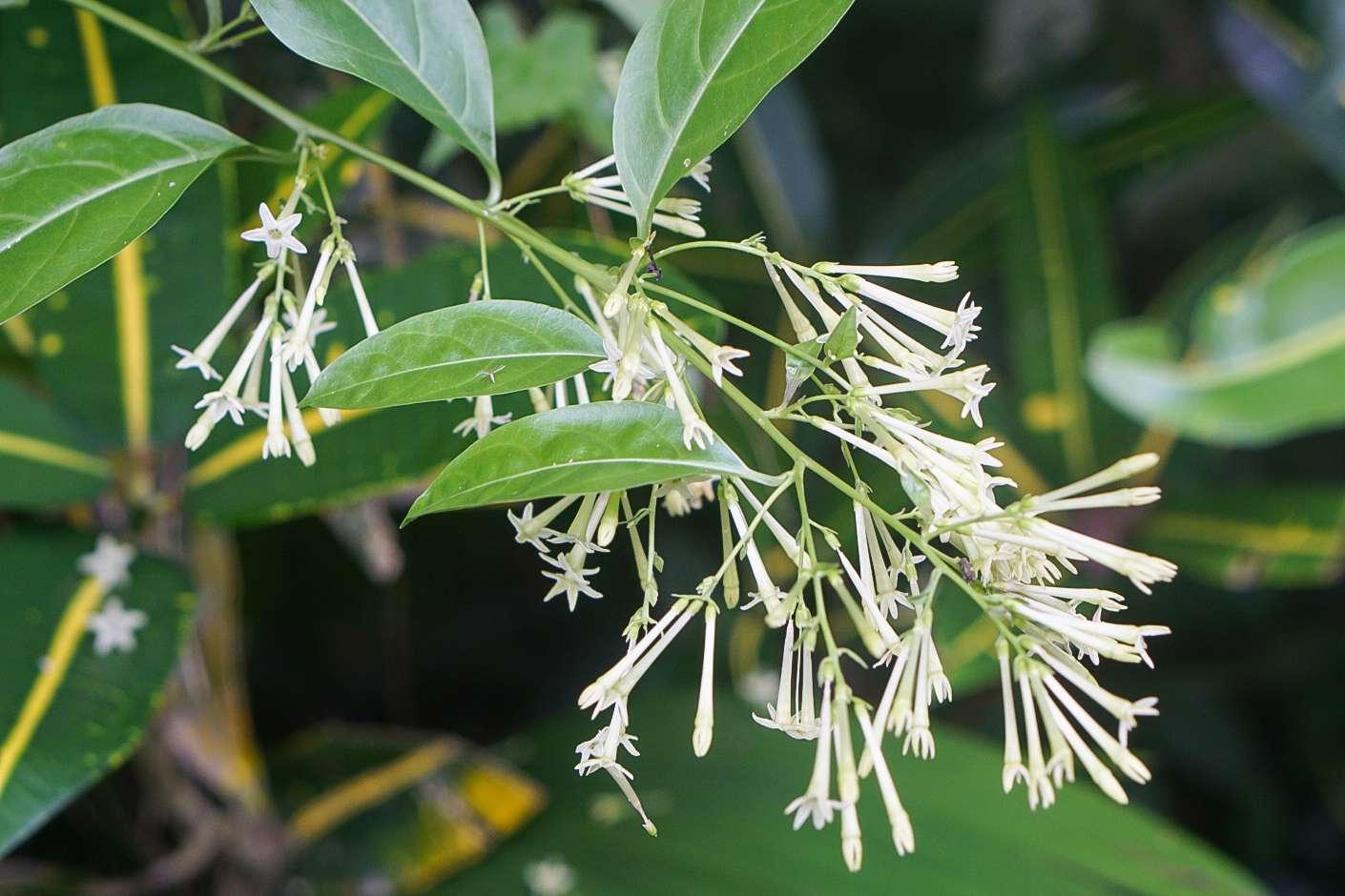 Cestrum Nocturnum (night Blooming Jasmine) - View 5 from www redcrocus com