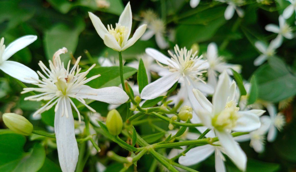 Cestrum Nocturnum (night Blooming Jasmine) - View 7 from www redcrocus com