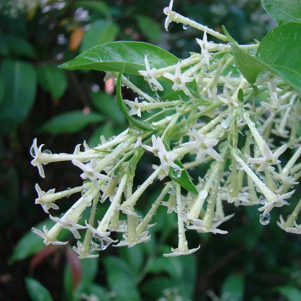 Cestrum Nocturnum (night Blooming Jasmine) - View 8 from www redcrocus com