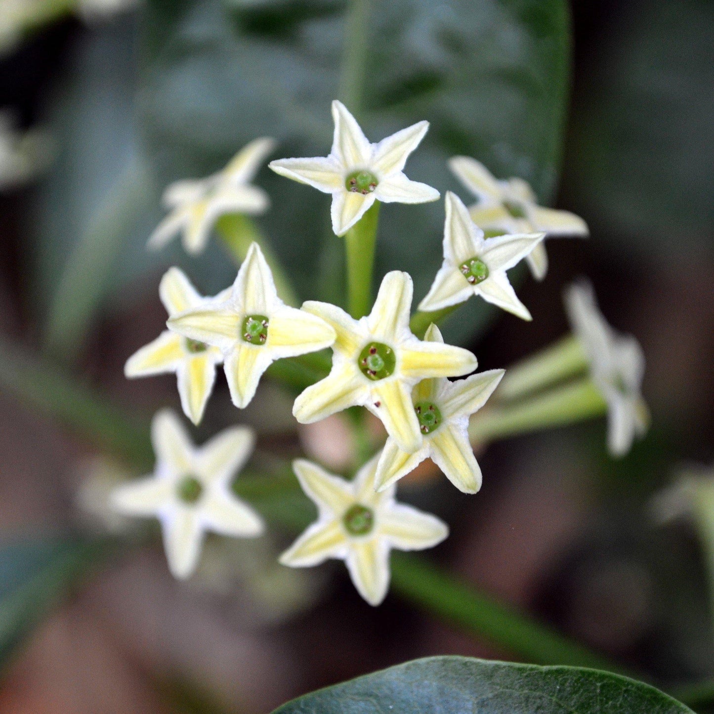 Cestrum Nocturnum (night Blooming Jasmine) - View 9 from www redcrocus com
