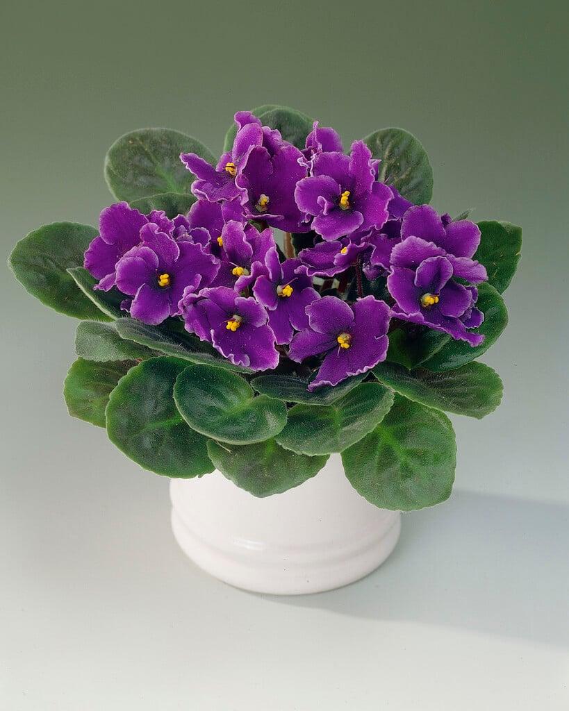 Saintpaulia Ionantha - View 11 from www redcrocus com