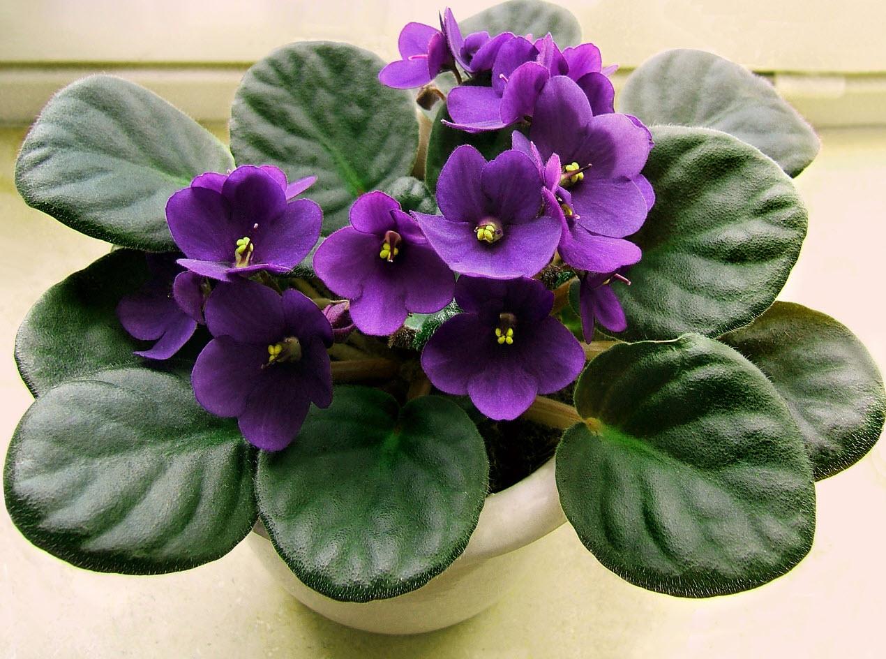 Saintpaulia Ionantha - View 3 from www redcrocus com