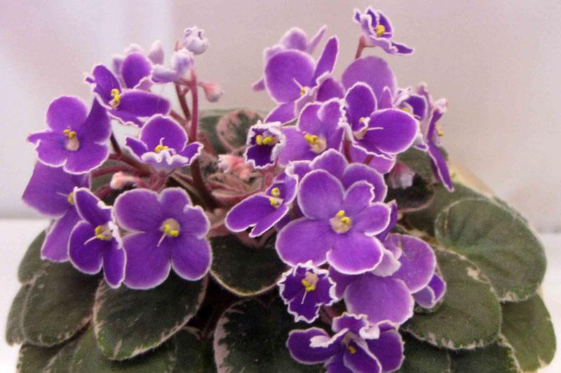 Saintpaulia Ionantha - View 6 from www redcrocus com