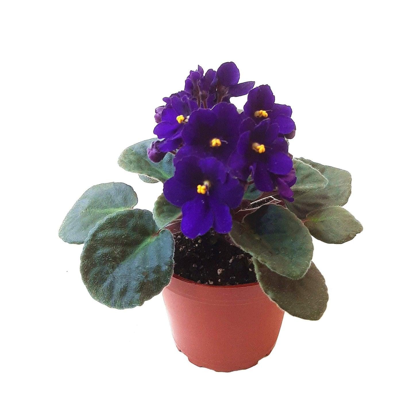 Saintpaulia Ionantha - View 9 from www redcrocus com