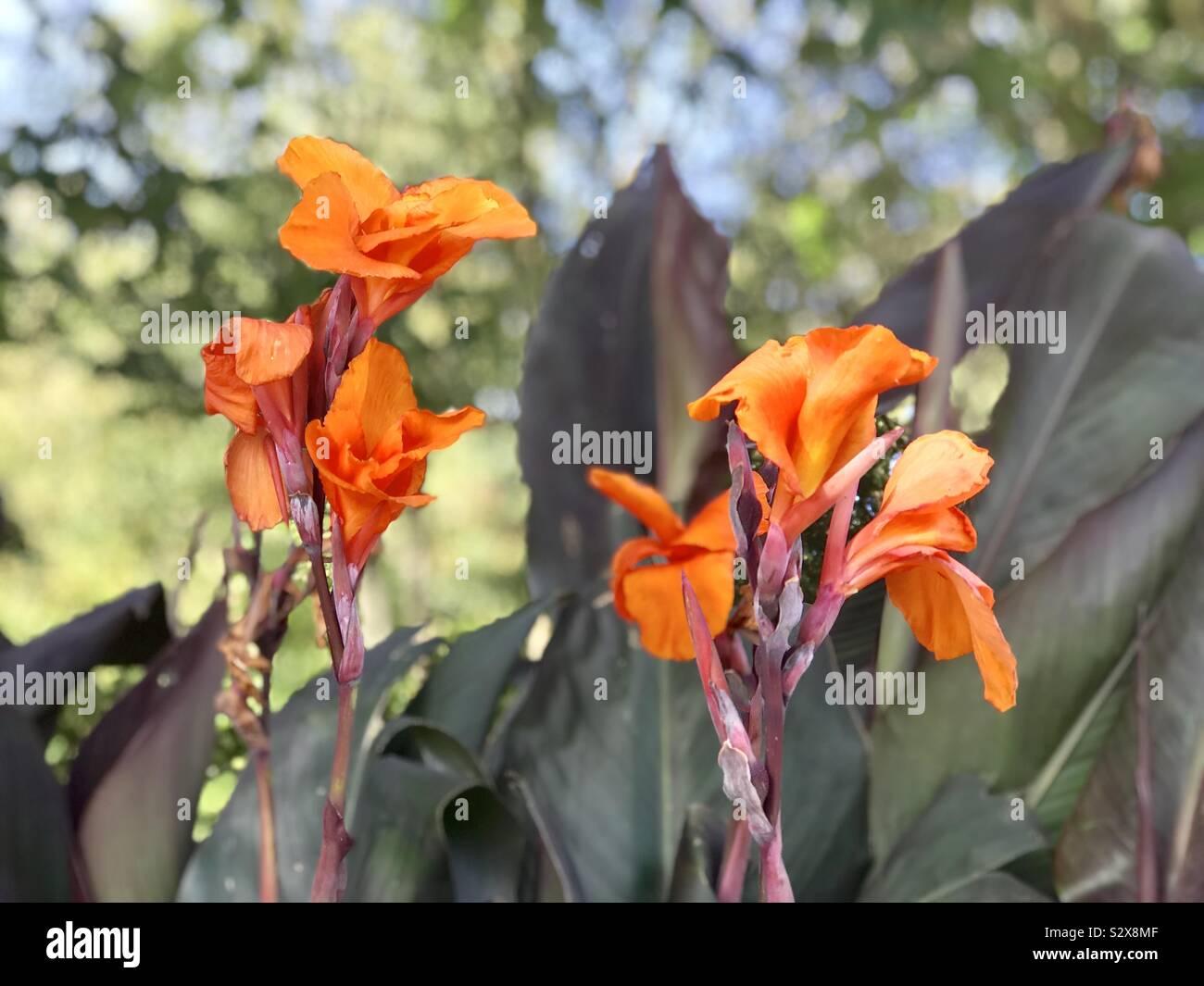 Canna Australia - View 9 from www redcrocus com