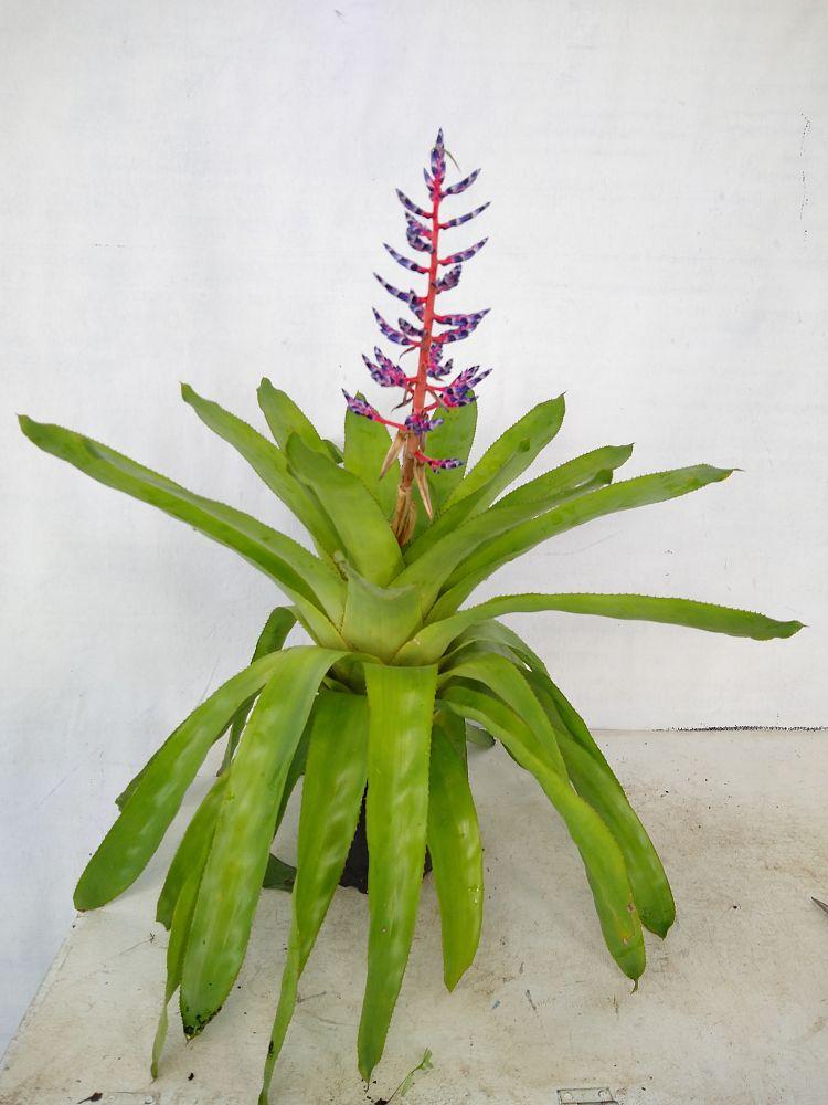 Bromeliad Aechmea Del Mar - View 13 from www redcrocus com