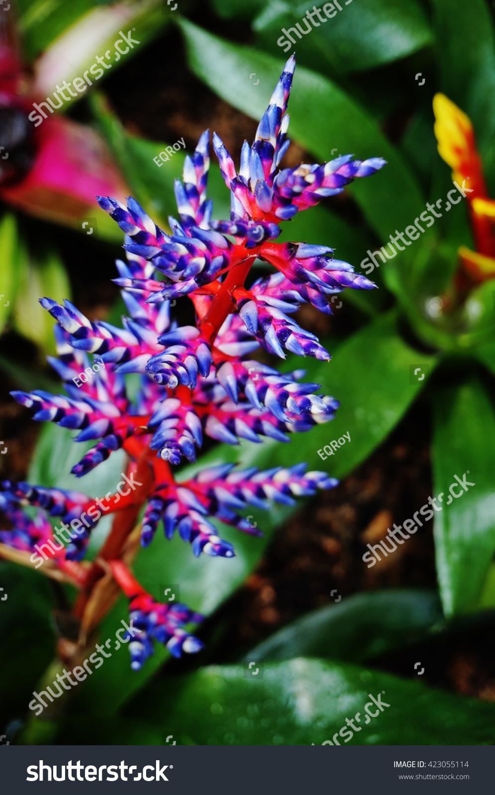 Bromeliad Aechmea Del Mar - View 14 from www redcrocus com