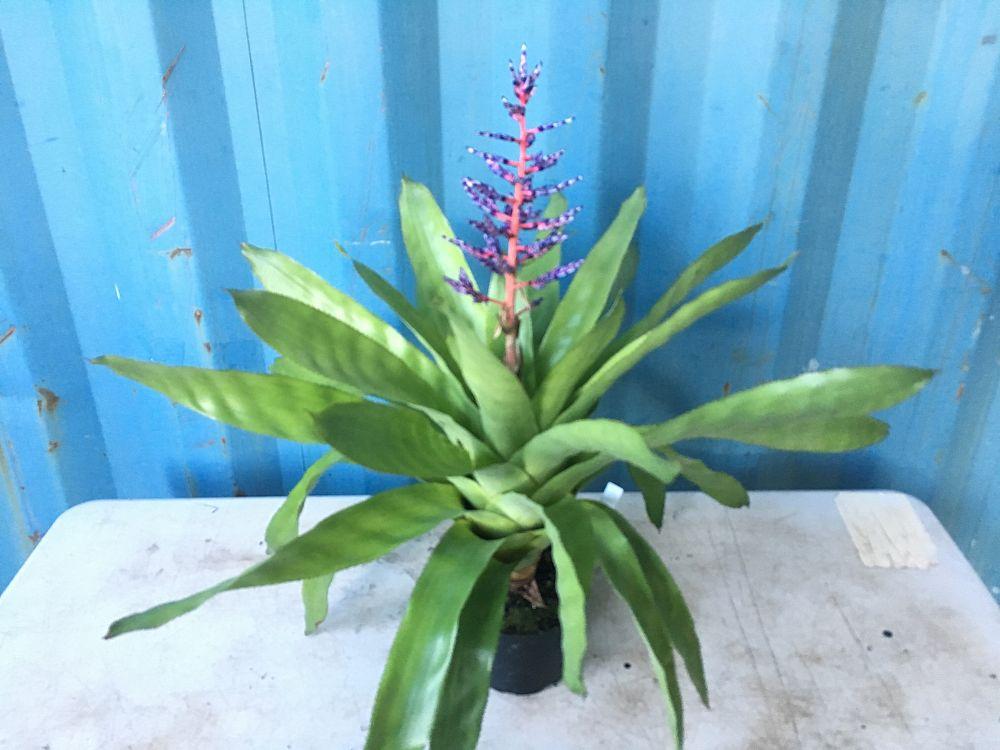 Bromeliad Aechmea Del Mar - View 17 from www redcrocus com