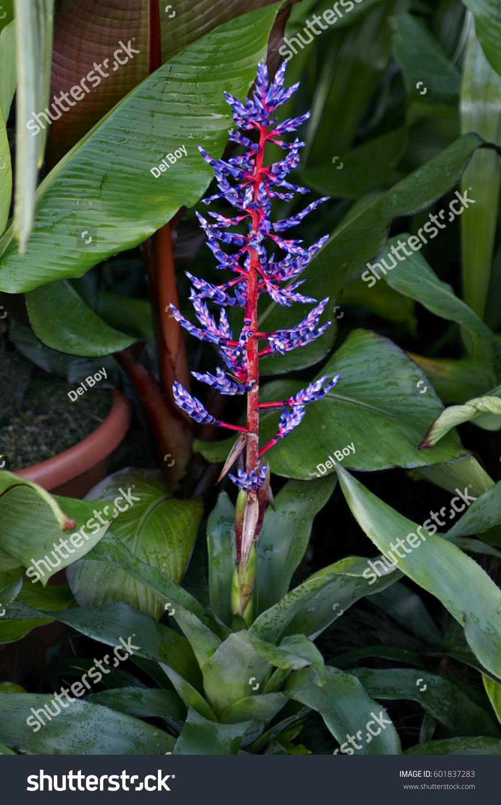 Bromeliad Aechmea Del Mar - View 18 from www redcrocus com