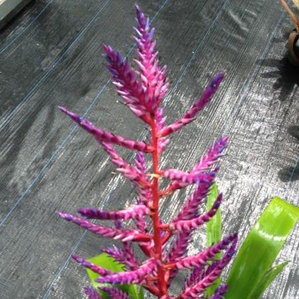 Bromeliad Aechmea Del Mar - View 19 from www redcrocus com