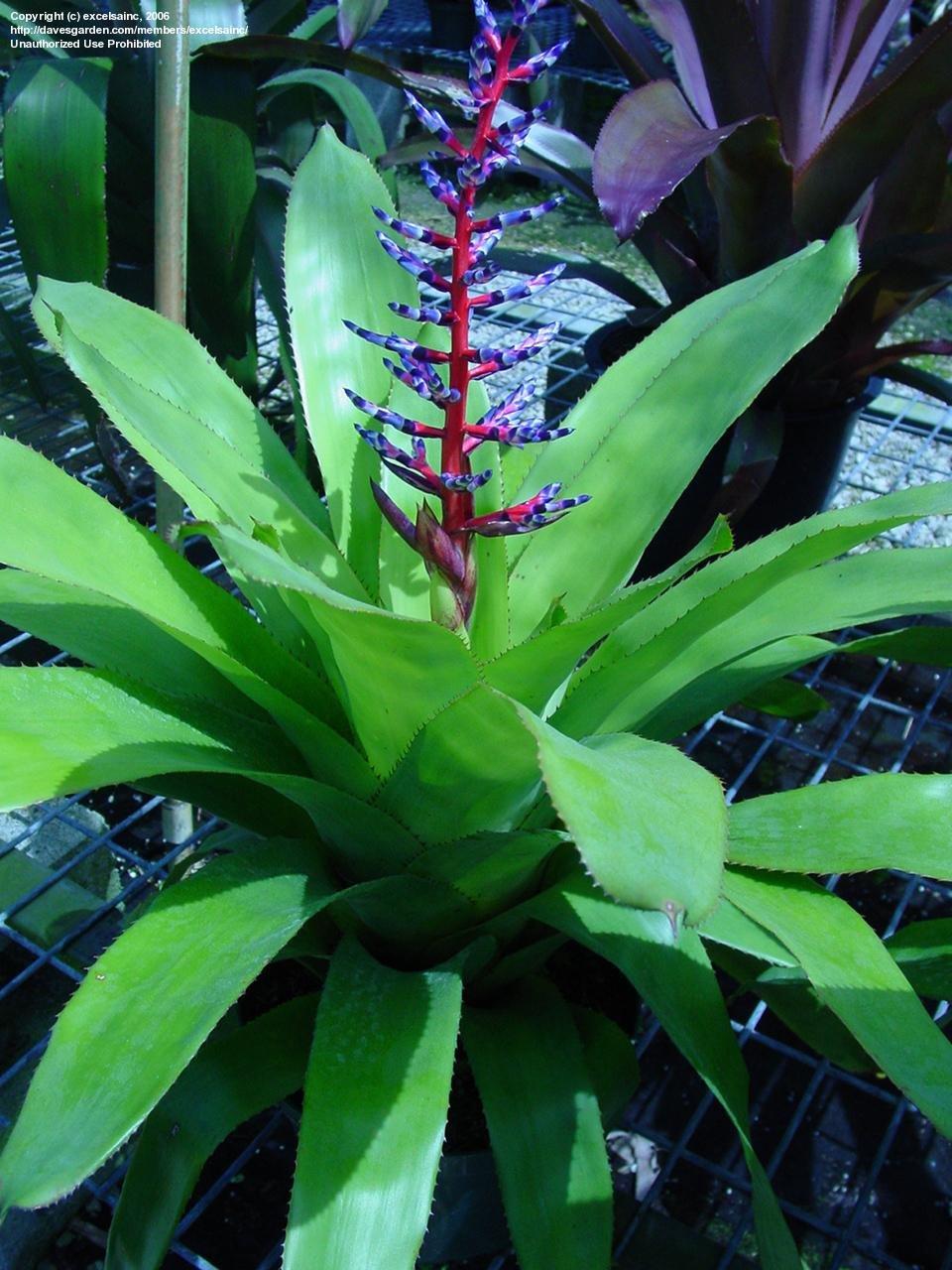 Bromeliad Aechmea Del Mar - View 4 from www redcrocus com
