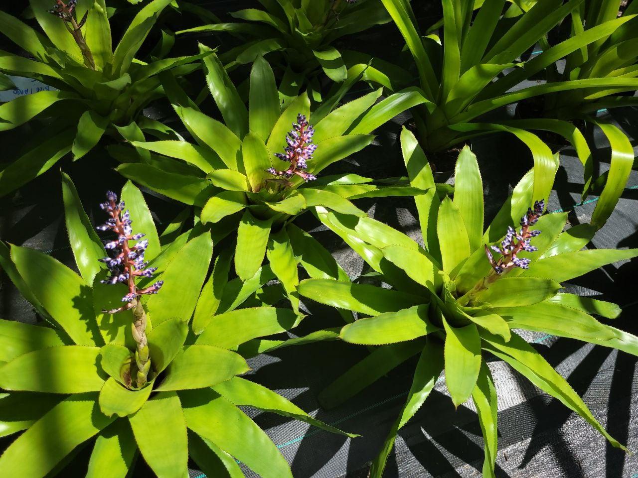 Bromeliad Aechmea Del Mar - View 5 from www redcrocus com