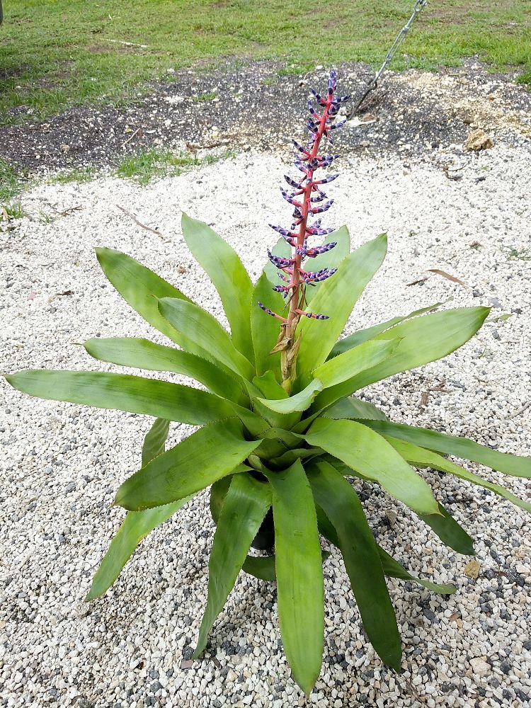 Bromeliad Aechmea Del Mar - View 6 from www redcrocus com