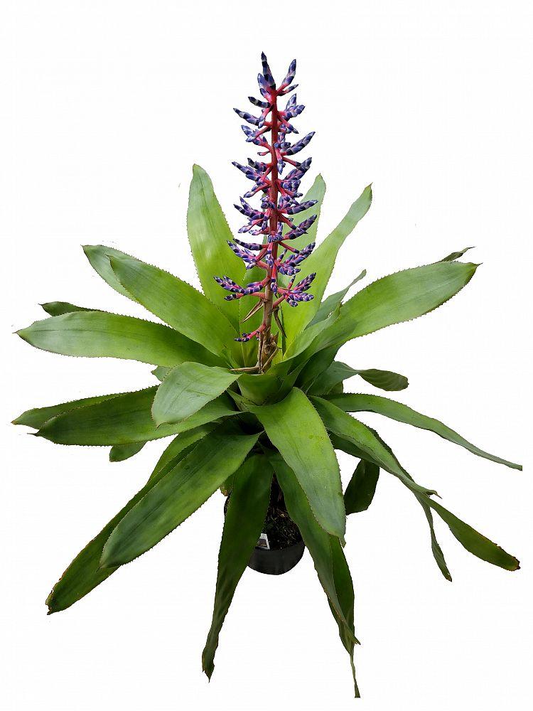 Bromeliad Aechmea Del Mar - View 7 from www redcrocus com
