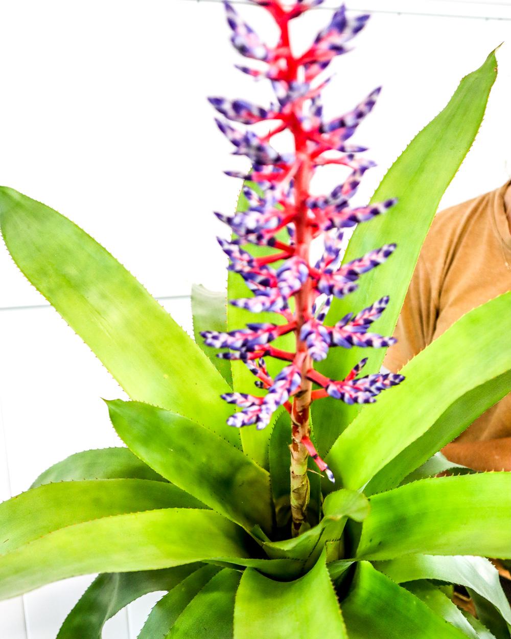 Bromeliad Aechmea Del Mar - View 8 from www redcrocus com