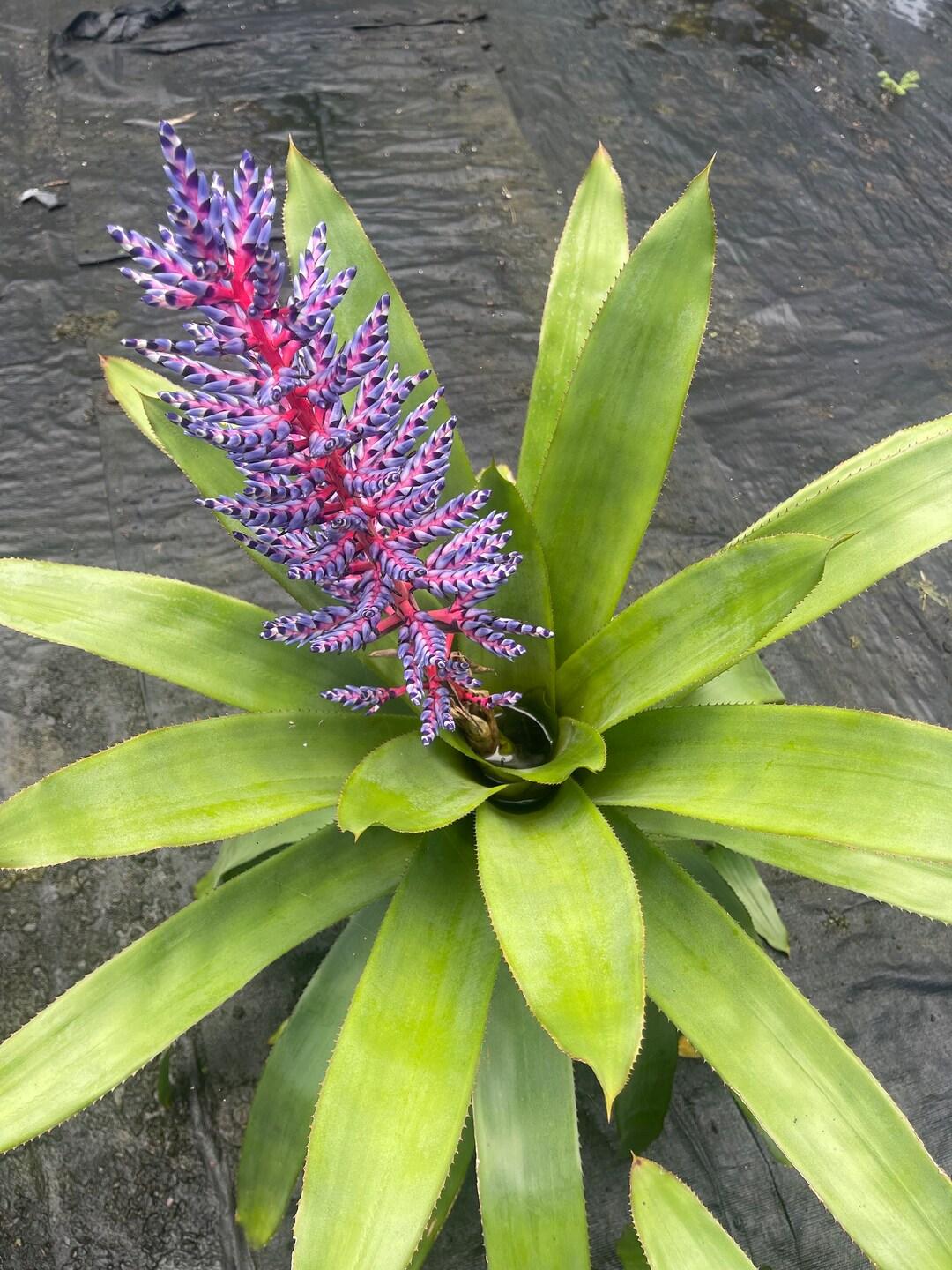 Bromeliad Aechmea Del Mar - View 9 from www redcrocus com