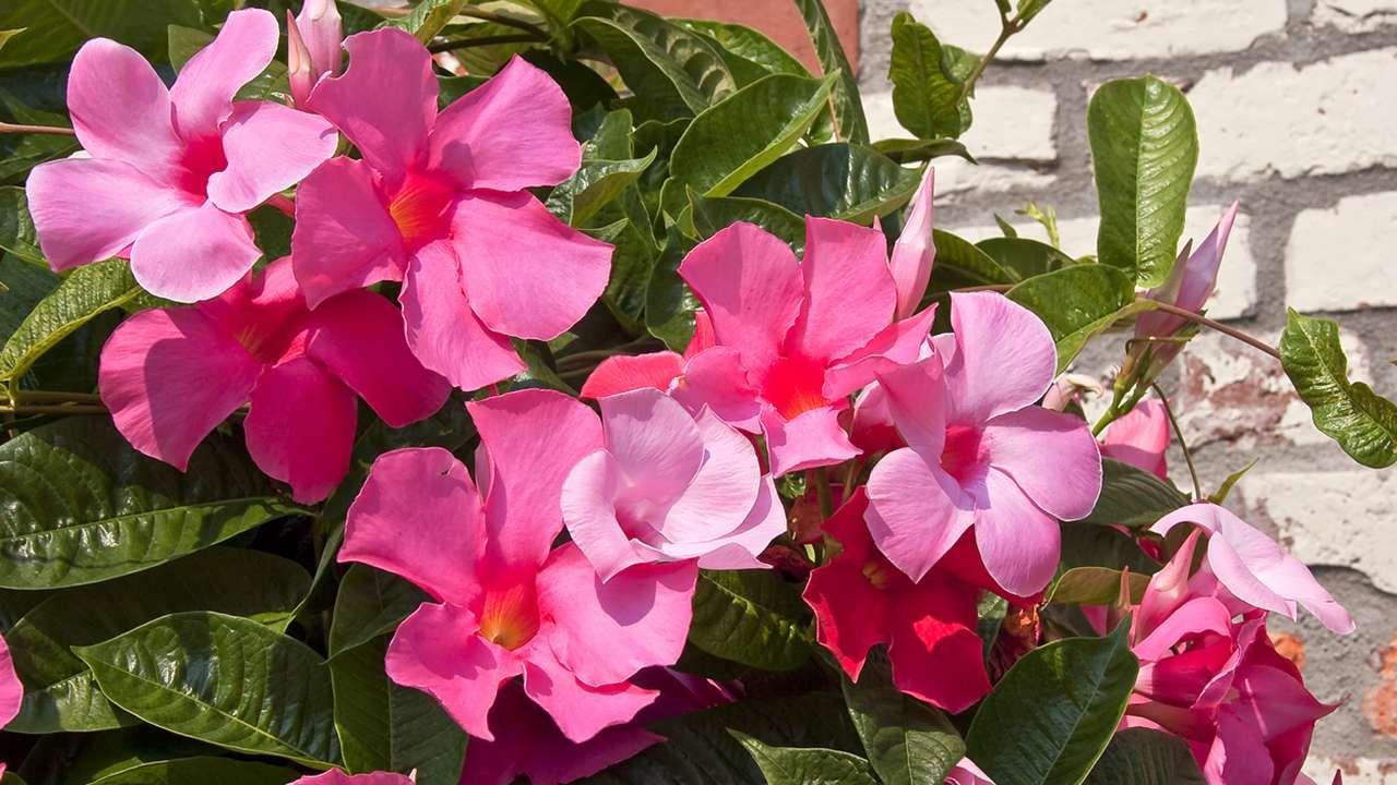 Dipladenia Assorted - View 11 from www redcrocus com