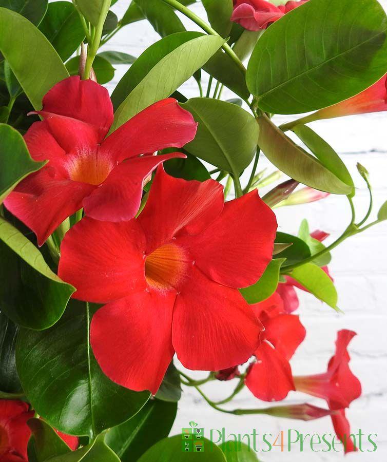 Dipladenia Assorted - View 12 from www redcrocus com