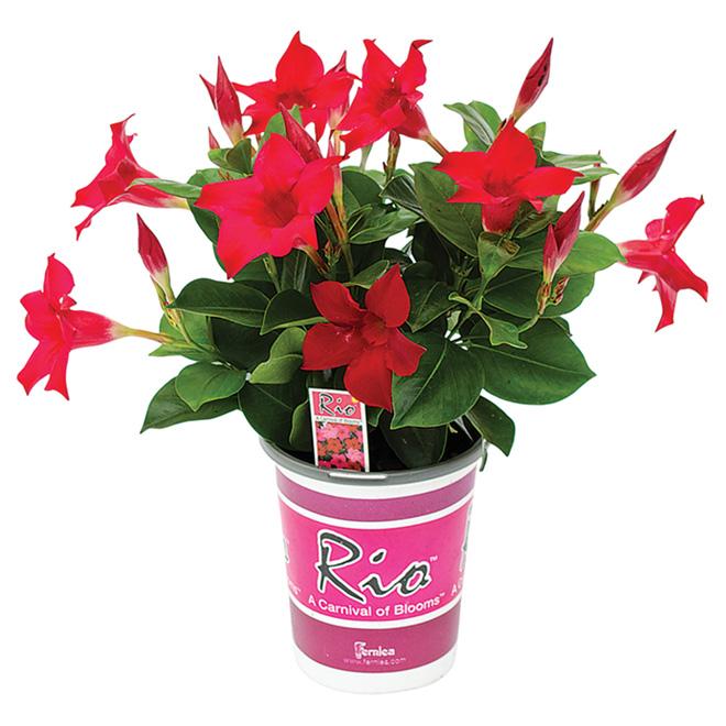 Dipladenia Assorted - View 18 from www redcrocus com