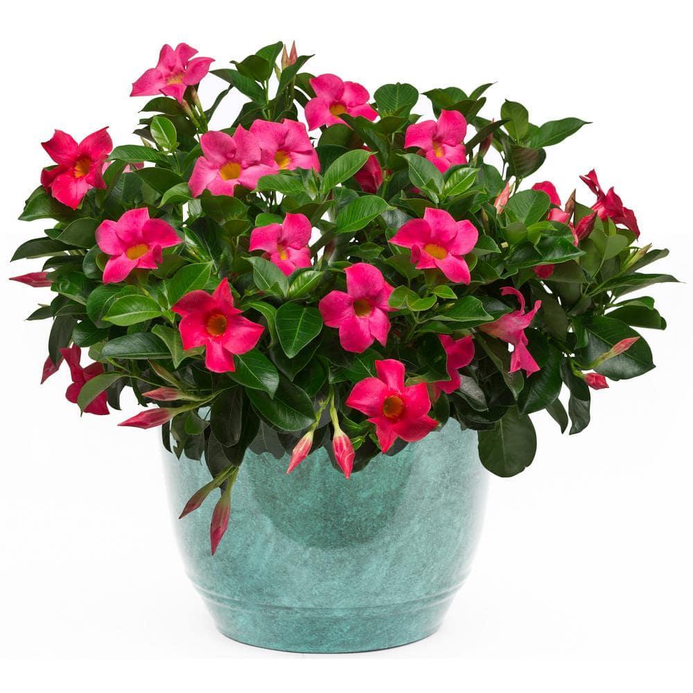 Dipladenia Assorted - View 5 from www redcrocus com