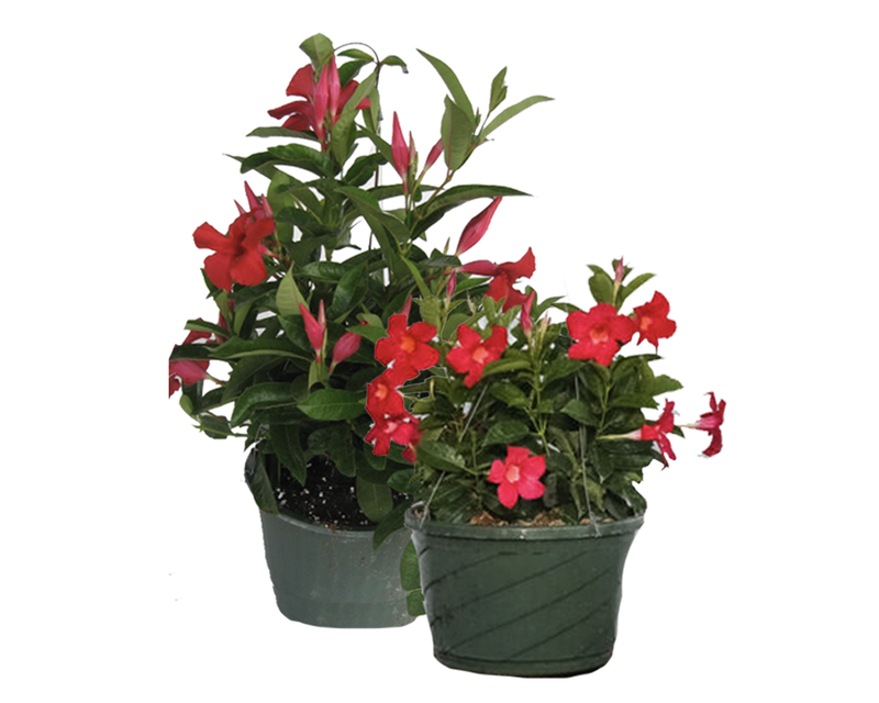 Dipladenia Assorted - View 9 from www redcrocus com
