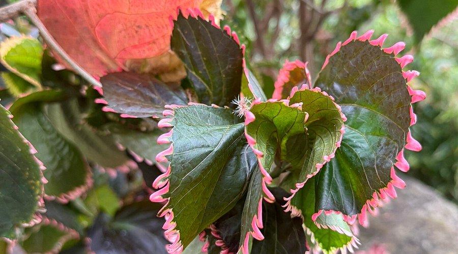 Acalypha, Assorted, Standard - View 9 from www redcrocus com