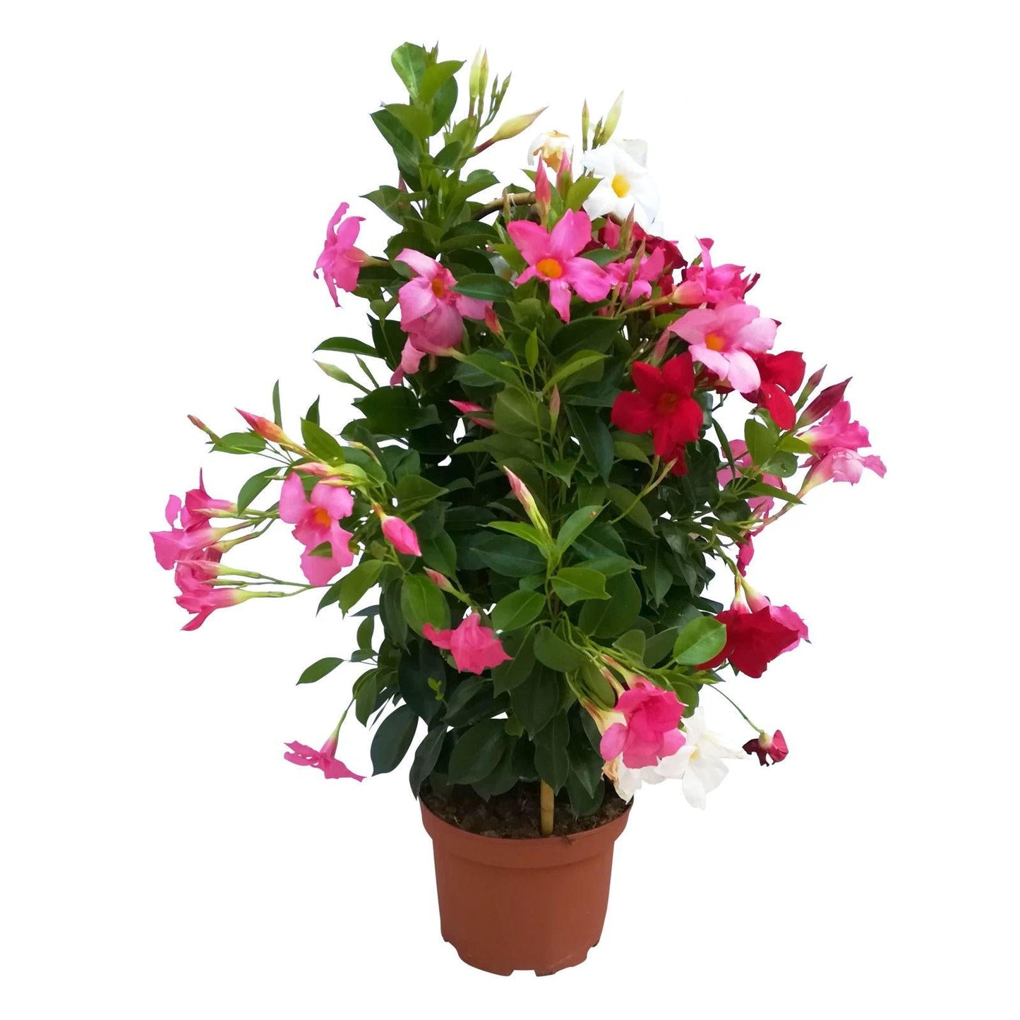 Dipladenia Assorted - View 12 from www redcrocus com