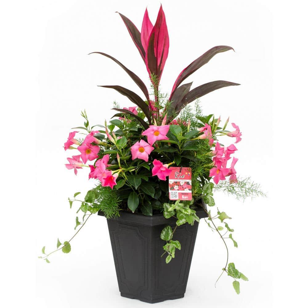Dipladenia Assorted - View 19 from www redcrocus com