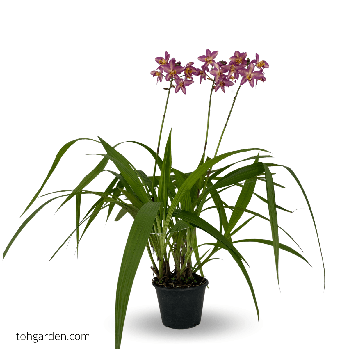 Spathoglottis Assorted - View 12 from www redcrocus com