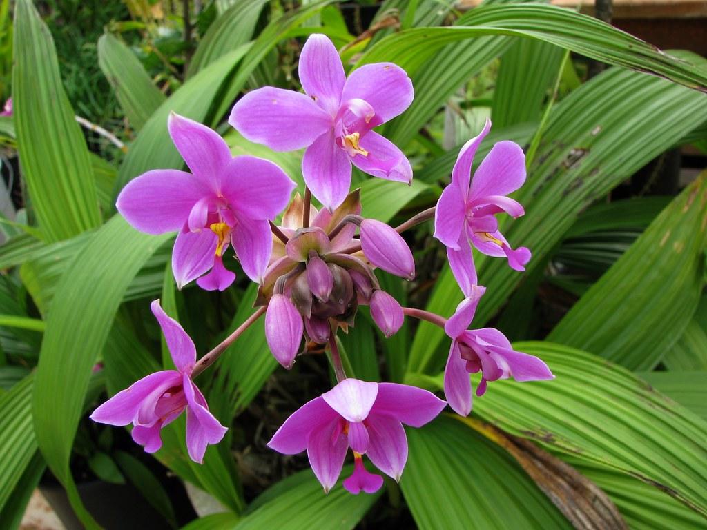 Spathoglottis Assorted - View 13 from www redcrocus com