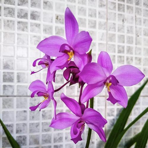 Spathoglottis Assorted - View 2 from www redcrocus com