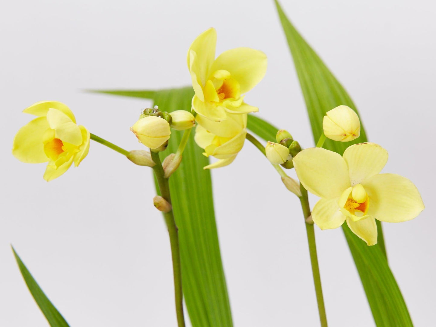 Spathoglottis Assorted - View 4 from www redcrocus com