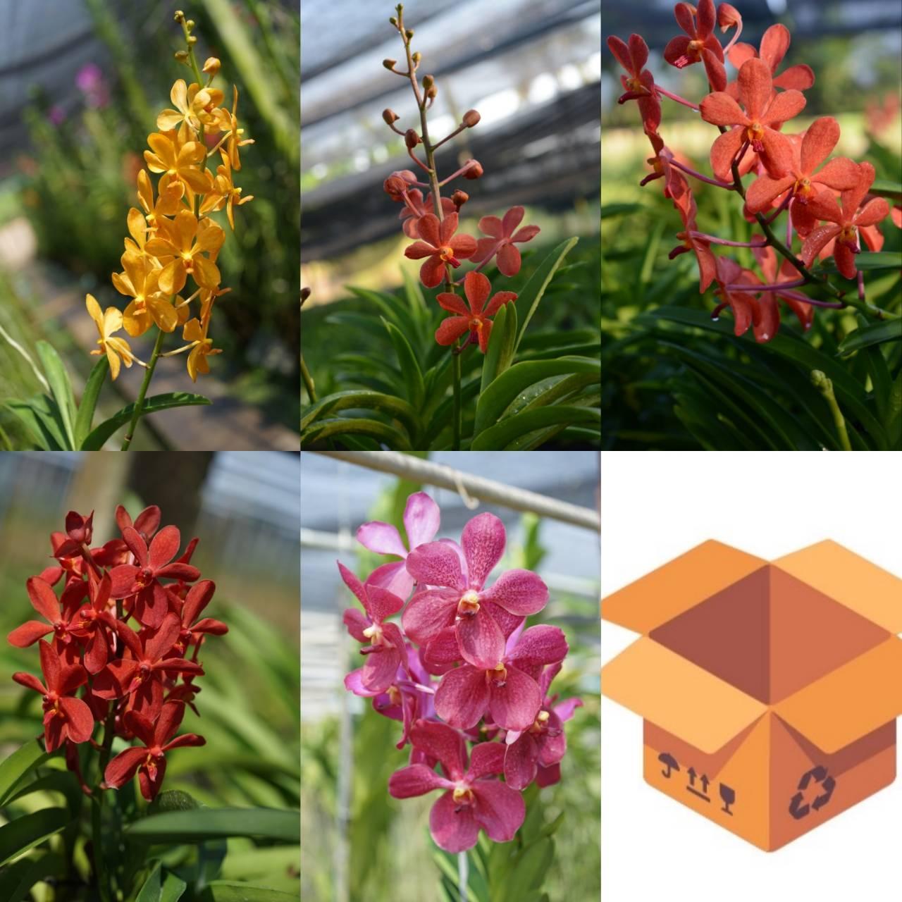 Spathoglottis Assorted - View 5 from www redcrocus com